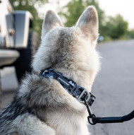 Why Your Pet Will Love Camo Dog Collars