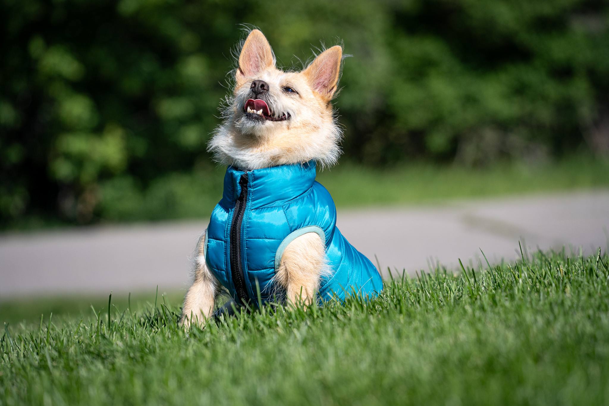 Happy Dog with Vest