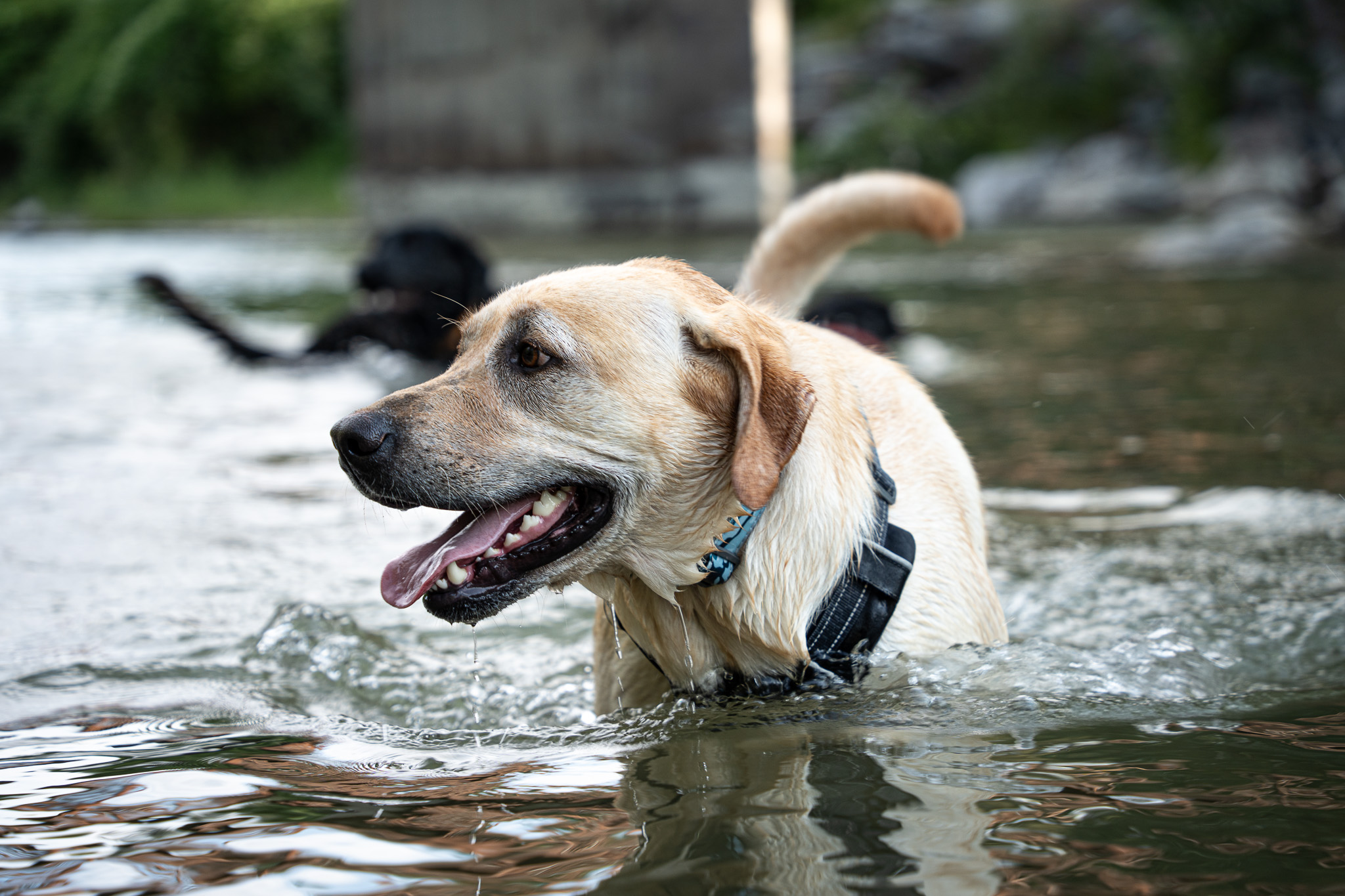 Water Dog