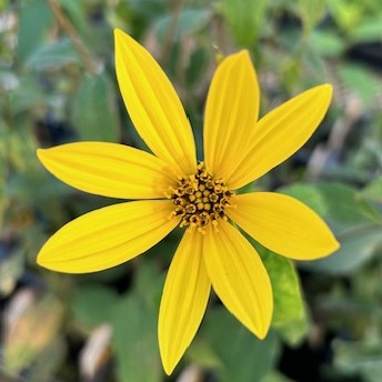 Great Description About Pale Leaf Sunflower