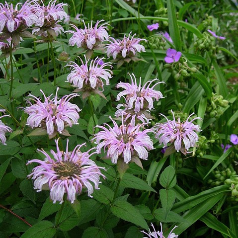 Monarda bradburiana - Bradbury's Monarda - JUMBO- READY MID-JUNE