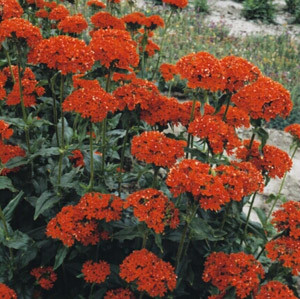 Lychnis chalcedonica - Maltese Cross (Catchfly) 18ct