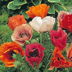 Poppy Papaver orientalis - Pizzicato (Poppy) 18ct