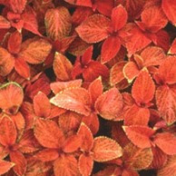 Coleus Wizard Sunset 124 paks