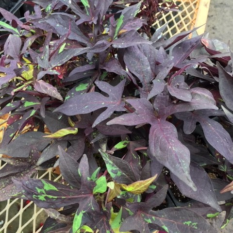 Sweet Potato Vine Blackie 18ct