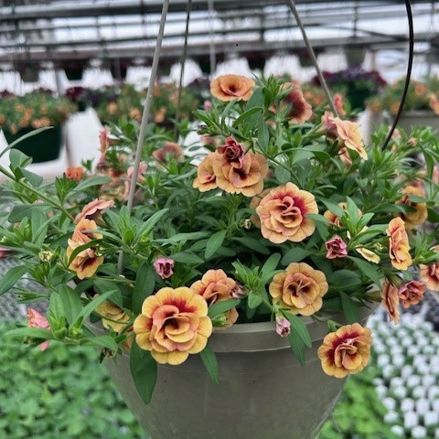 Calibrachoa - Neo Double Orange Tastic HB