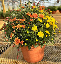 Mega Mum - Belgian - 12" Pot - Mix