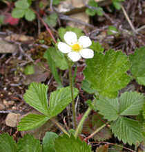 Fragaria vesca - Wild Woodland Strawberry 18ct
