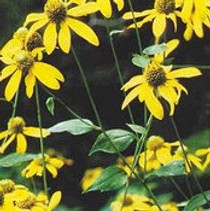 Rudbeckia laciniata - Wild Golden Glow 18ct