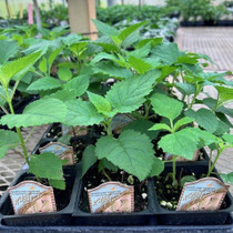 Scrophularia marilandica - Maryland Figwort  18ct