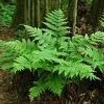 Athryium filix-femina - Lady Fern 18ct