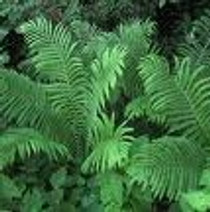 Matteuccia struthiopteris - Ostrich Fern 18ct