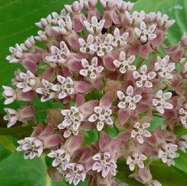 Asclepias syriaca - Common Milkweed 18ct