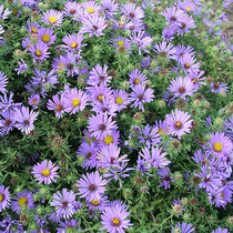 Aster oblongifolius (Symphyotrichum oblongifolium) - Aromatic Aster 18ct