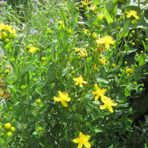 Hypericum pyramidatum - Great St. John's Wort - 18ct