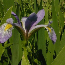Iris virginica shrevei - Southern Blue Flag 18ct