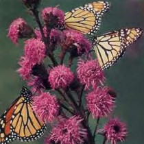 Liatris ligulistylis - Meadow Blazing Star 18ct