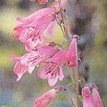 Penstemon grandiflorus - Large Flowered Beardtongue 18ct
