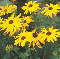 Rudbeckia subtomentosa - Sweet Black-eyed Susan 18ct