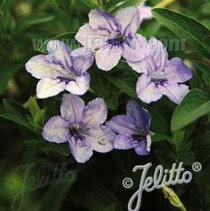 Ruellia humilis - Wild Petunia 18ct