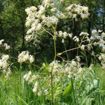Thalictrum dasycarpum - Purple Meadow Rue 18ct
