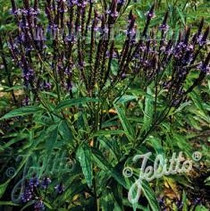 Verbena hastata - Blue Vervain 18ct