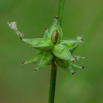 Carex rosea - Curly-styled Wood Sedge 18ct