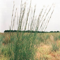 Andropogon geradii - Big Bluestem 18ct