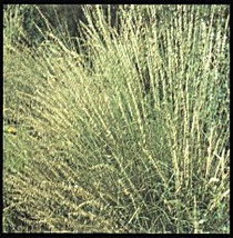 Bouteloua curtipendula - Side-oats Grama 18ct