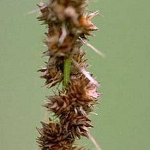 Carex vulpinoidea - Brown Fox Sedge 18ct
