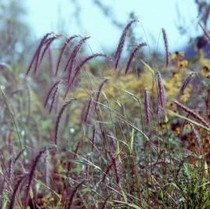 Elymus canadensis - Canada Wild Rye 18ct