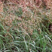 Hierochloe odorata - Sweet Grass 18ct