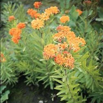 Asclepias tuberosa - Butterfly Weed - JUMBO- READY MID-JUNE
