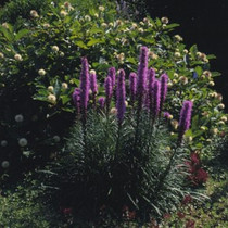 Liatris pycnostahya - Prairie Blazing Star - JUMBO- READY MID-JUNE