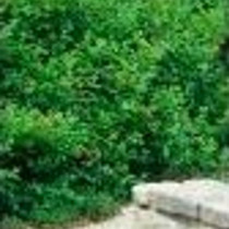 Rhus aromatic (Dwarf selection of the native) - Gro-Low Sumac (Cultivar)