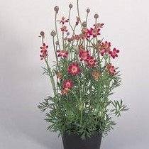 Anemone multifida rubra - Annabella Deep Rose 18ct