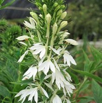 Lobelia cardinalis - Alba 18ct