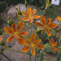 Belamcanda chinensis - Blackberry Lily (Candy Lily) 18ct