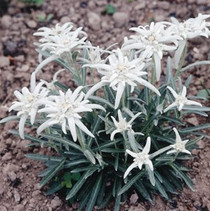 Leontopodium alpinum - Edelweiss 18ct