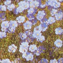 Linum perenne nanum - Saphyr (Blue Flax) 18ct