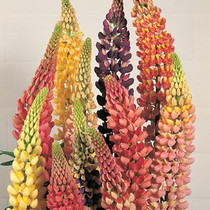 Lupinus perennis polyphyllus - Russels Mix (Lupine) 18ct