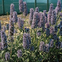 Nepeta nervosa - Blue Carpet (Catmint) 18ct