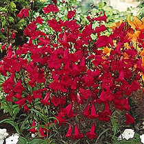 Penstemon coccineus - Scarlet (Beardtongue) 18ct