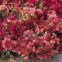 Sedum spurium coccineum - Dragon’s Blood (Stonecrop) 18ct