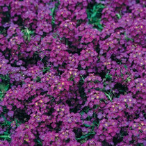 Alyssum - Wonderland Deep Purple 12-4 paks