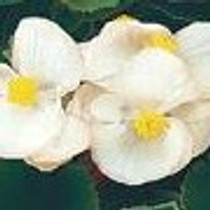 Begonia - Super Olympia White12-4 paks