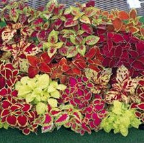 Coleus - Fairway Mix 12-4 paks