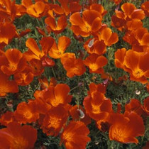 Eschscholzia - Mikado 12-4 paks