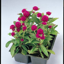 Gomphrena - Gnome Purple 12-4 paks