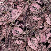 Hypoestes - Confetti Pink 12-4 paks